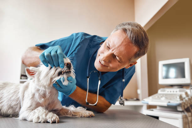 Best Holiday Emergency Dentist in Dumfries, VA